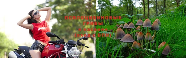 прущие грибы Магадан